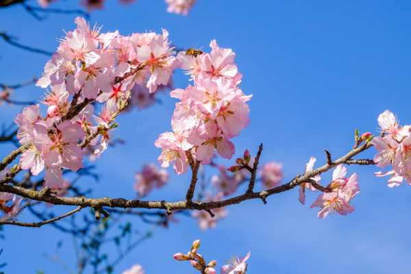 Photo d'un amandier en fleurs